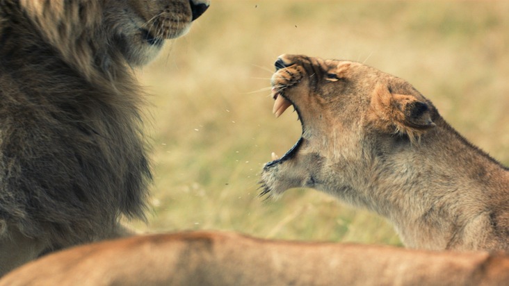 Nat Geo Wild: Brandgefährliche Begegnungen: National Geographic WILD begegnet im Mai den tödlichsten Jägern der Tierwelt