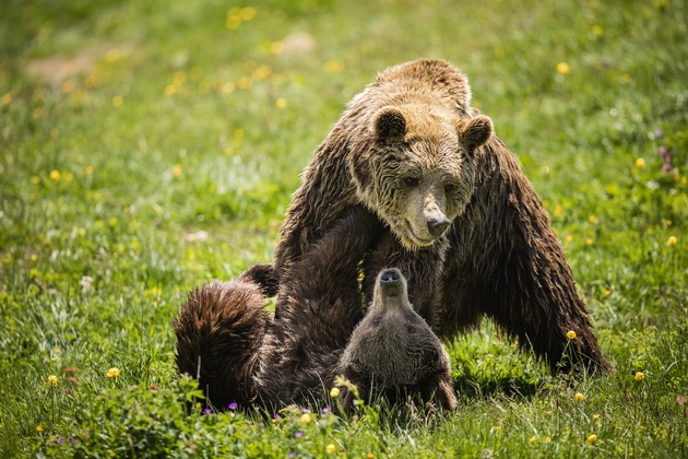 Vergesellschaftung geglückt - Bärin Jambolina trifft im Arosa Bärenland zum ersten Mal auf einen Artgenossen