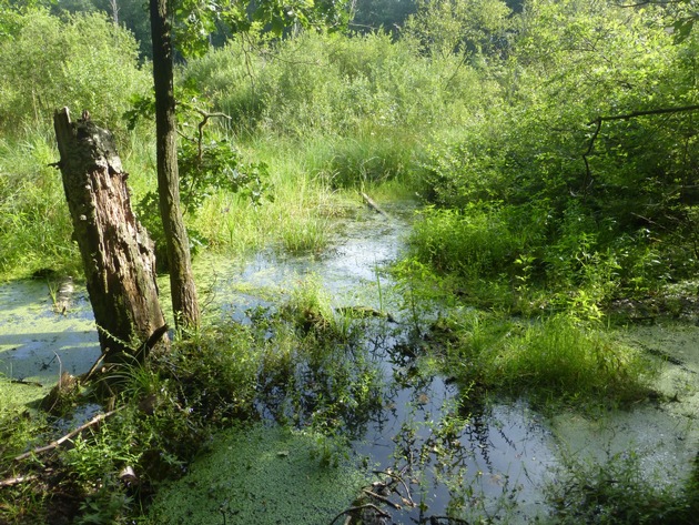 DBU: R&uuml;ckkehr der Kraniche