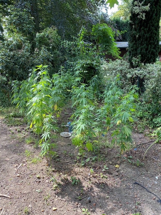 POL-D: Hassels - 230 Cannabispflanzen im Garten - Polizei hebt &quot;Outdoorplantage&quot; aus - Ermittlungen dauern an - Fotos hängen an