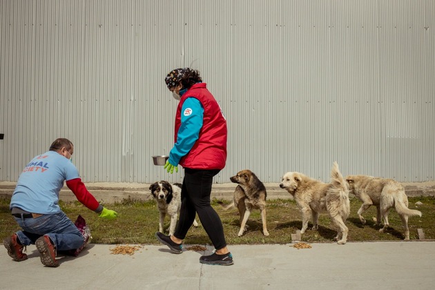 La pandémie COVID-19 : dans plusieurs pays européens des milliers de chiens errants risquent de mourir de faim