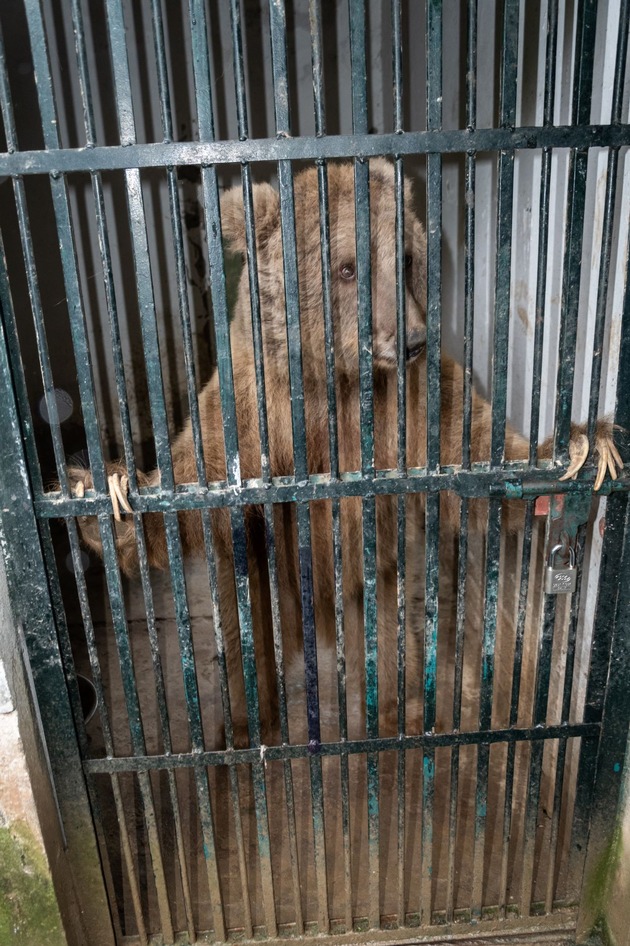 Nach qualvollem Tod von zwei Löwen:  VIER PFOTEN unterstützt Rettung von über 30 Zootieren in Pakistan