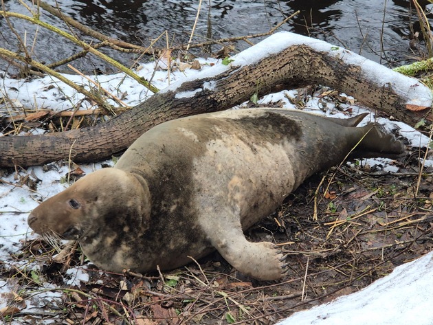 POL-RZ: Unerwarteter Gast an der Beste