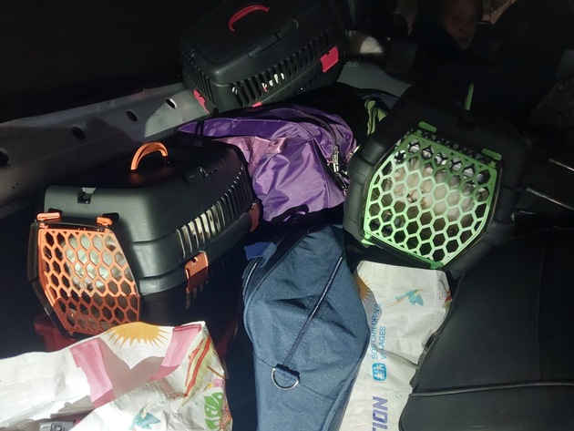 BPOLI C: Hundewelpen bei Einreise an Grenze sichergestellt