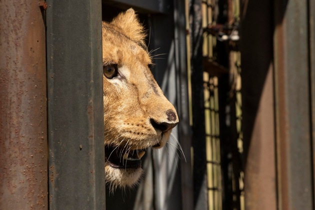 Le sauvetage au sein d’une zone de conflit au Soudan: des lions trouvent un nouveau foyer en Afrique du Sud