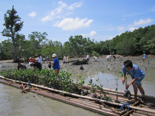 Sailor Boris Herrmann initiates mangrove reforestation project against climate change - goal is 1 million mangroves