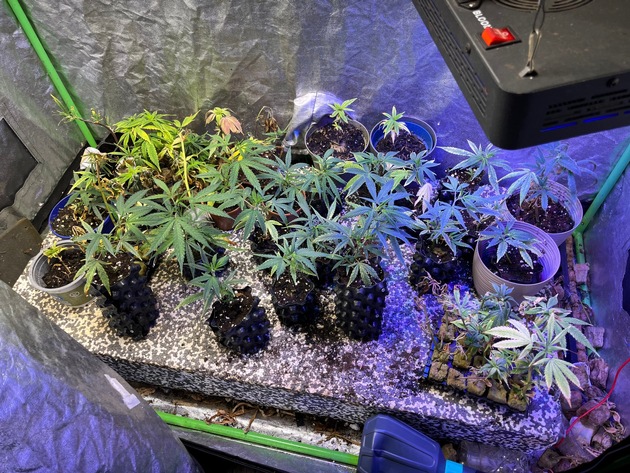 POL-K: 250910-4-K Kripo Köln stellt gestohlene IPads sicher und erntet Cannabis-Plantage ab