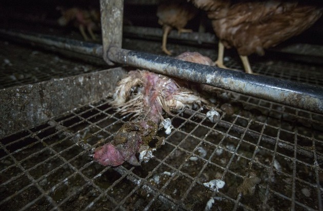 tierretter.de e.V.: Eierproduktion im Kreis Recklinghausen: Landwirt lässt zahlreiche tote Tiere im Stall verwesen - Tierrechtsverein deckt Missstände auf