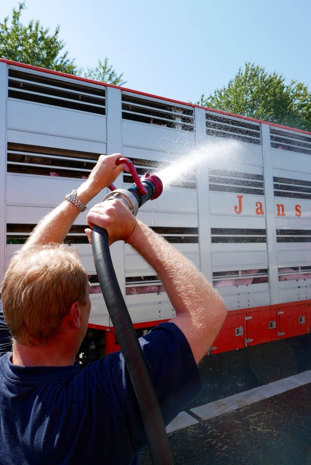 FW-GE: Schweine in Not - Feuerwehr Gelsenkirchen hilft 500 Schweinen in überhitztem Tiertransporter
