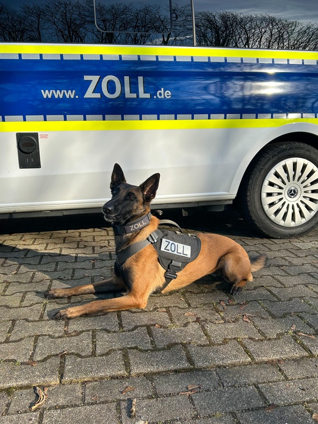 ZOLL-E: Feine Spürnase - Zollhündin Frieda führt Zöllner zum Erfolg ! - fast 50 kg Drogen sichergestellt - 1 Person in Haft