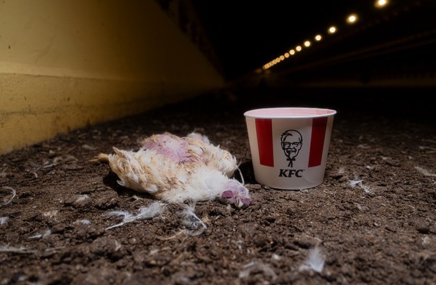 ANINOVA: ANINOVA enthüllt: Millionen Hühner leiden für KFC in Brandenburg - aktuelle Bilder belegen Tierquälerei