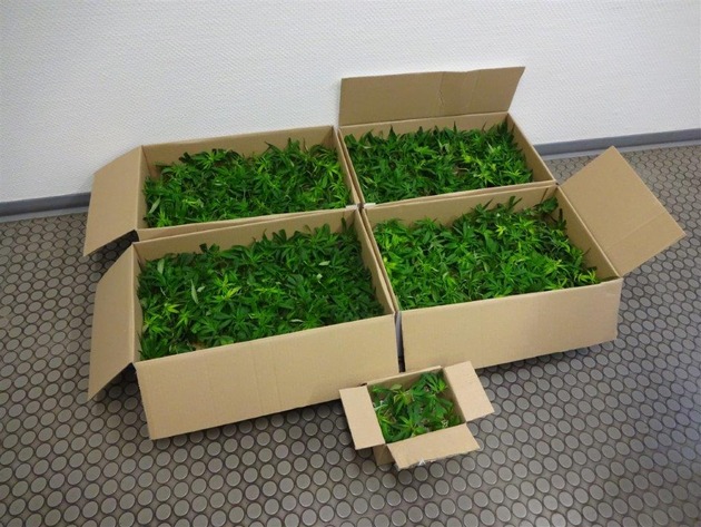 POL-KLE: Goch - BtM-Fund / 370 Cannabispflanzen-Setzlinge in Kofferraum entdeckt