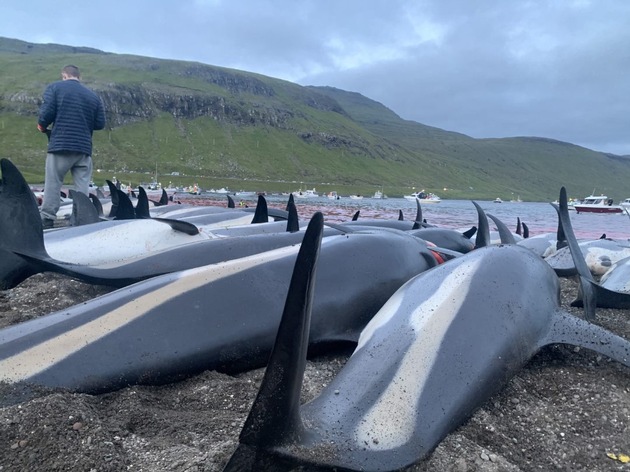 Grindadráp und Delfin-Jagd auf den Färöer-Inseln auf Hochtouren