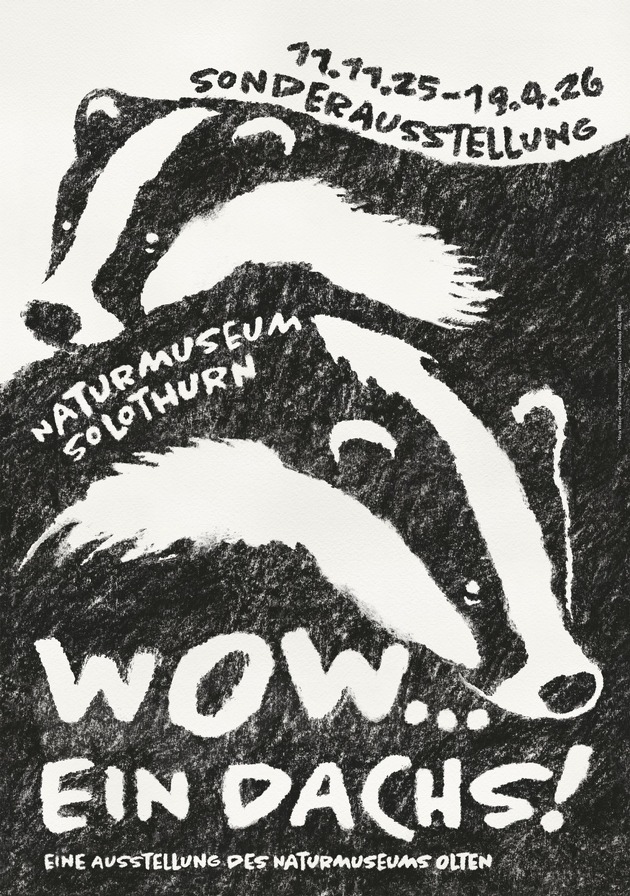 Mittagsführung zum Dachs im Naturmuseum SO