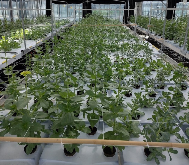 DBU: Nicht nur zum Valentinstag: Blumen aus nachhaltiger Produktion