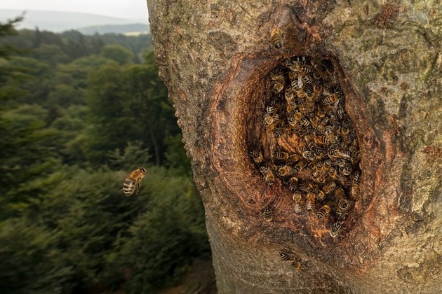 Honigbienen: Wildpopulationen erstmals in der EU auf Roter Liste