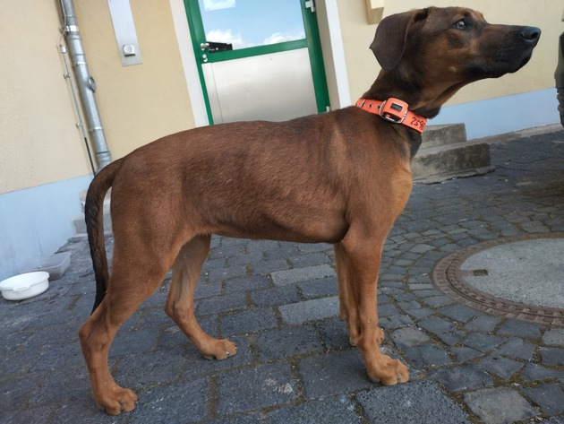 LPI-NDH: Unverantwortliche Tierhalter gesucht!!!