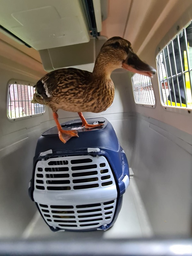 FW-DO: Entenfamilie verirrt sich im Krankenhaus