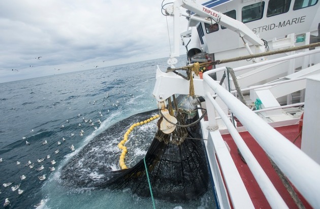 Holländisches Fischbüro: Neuer fangfrischer holländischer Matjes trotz Coronakrise