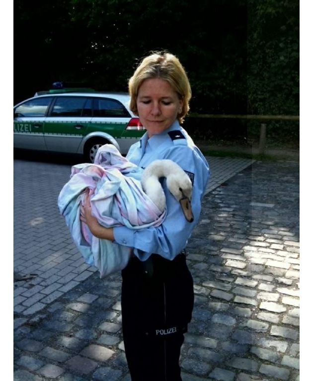 POL-D: Samstag, 1. September 2012, 9.15 Uhr - Kleine Schwanenfamilie von Autobahn gerettet - Jungvogel wächst nun sicher am &quot;Grünen See&quot; in Ratingen auf - Fotos hängen als Datei an