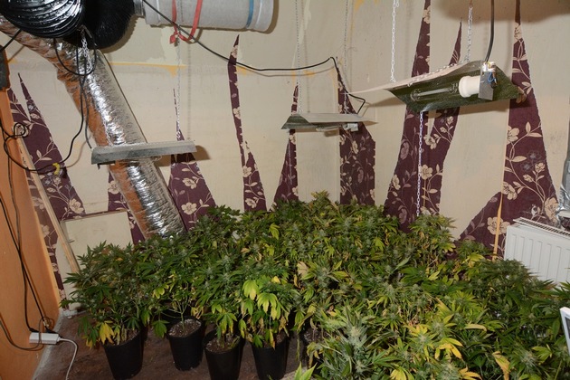POL-NI: Professionelle Indoorplantage in Eystrup entdeckt