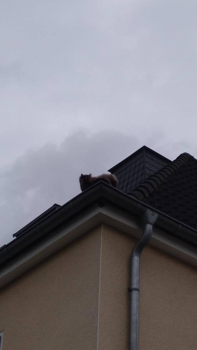 FW-DO: 28.06.2020 Dortmund-Asseln Feuerwehr rettet Katze vom Dach