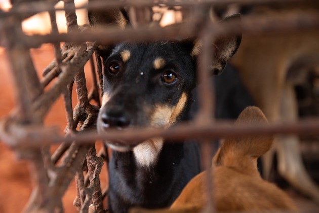 VIER PFOTEN schliesst weiteres Hunde-Schlachthaus in Kambodscha