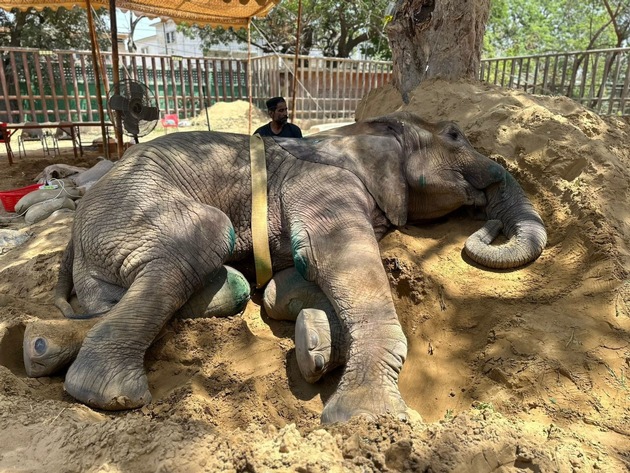 QUATRE PATTES déplore le décès de l’éléphante Noor Jehan au zoo de Karachi