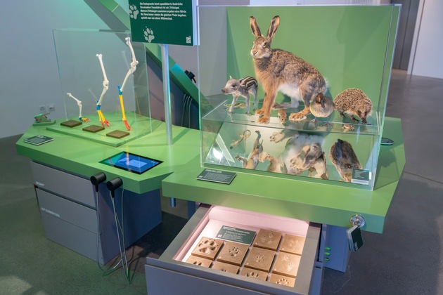 Auf der richtigen Spur: Sonderausstellung &laquo;Spuren &ndash;&nbsp;F&auml;hrten, Frass und Federn&raquo; im Naturmuseum St.Gallen