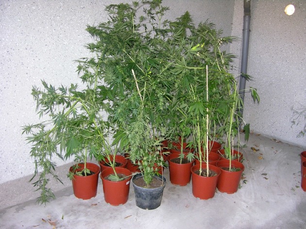 POL-GOE: (1208/2006) Durchsuchung in Westerode - Cannabiszucht bei 19-Jährigem beschlagnahmt
