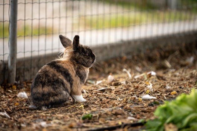 Vierbeinige Lebensbegleiter aus dem Tierheim