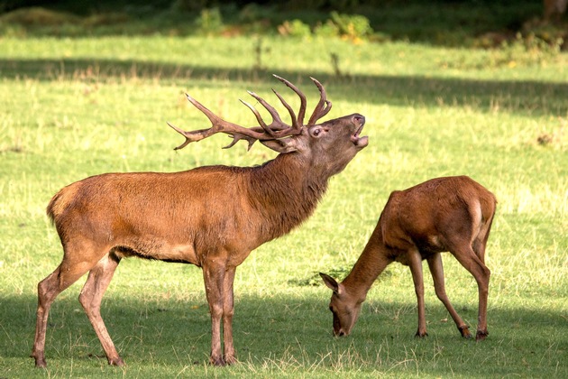 Wenn der Wald erzittert – Hirschbrunft im Wildparadies Tripsdrill