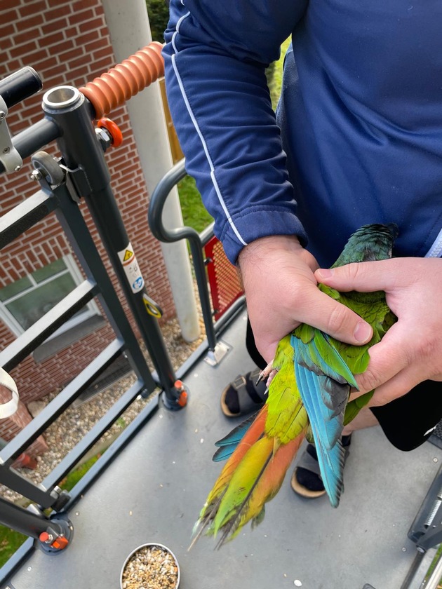 FW Bocholt: Papagei auf Abwegen