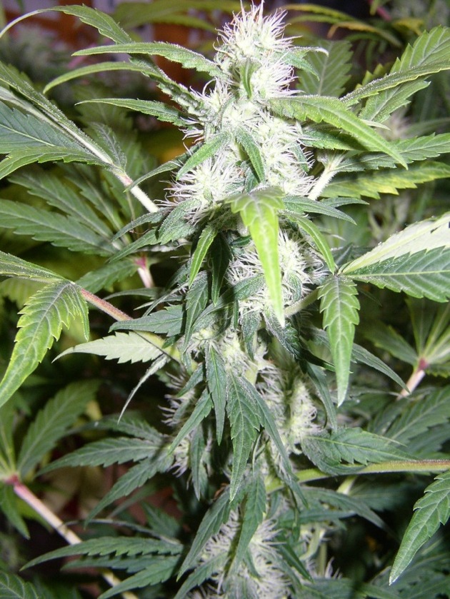 POL-F: 041217  1341  Ostend: Bei Löscharbeiten Cannabispflanzen gefunden.