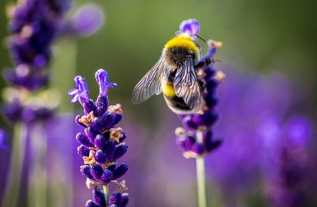 Pflanzen-Kölle Gartencenter GmbH & Co.KG: Am 20. Mai ist Weltbienentag - so locken Sie Schmetterlinge, Bienen und andere Nützlinge auf Ihren Balkon und in den Garten