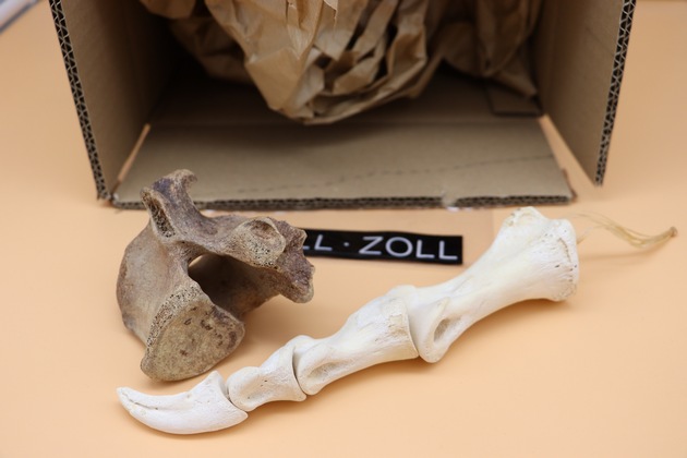 HZA-MS: Zoll findet artengeschützten Bärenknochen in Postpaket /Paket war an Münsteranerin adressiert