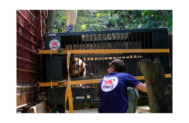 Seltener goldener Kragenbär unter sieben geretteten Gallebären in Vietnam