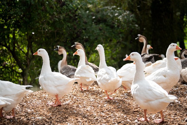 Une mode respectueuse des animaux pour la fête des mères