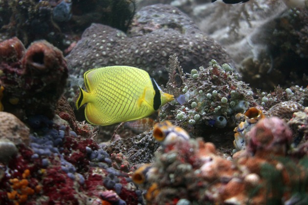 Die Schönheit von Fischgemeinschaften in Riffen der Welt schützen