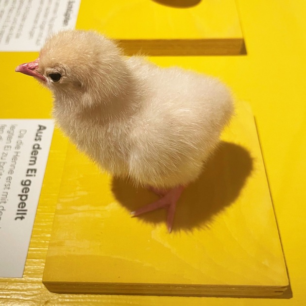 Neue Sonderausstellung &laquo;H&uuml;hner &ndash; untersch&auml;tztes Federvieh&raquo; im Naturmuseum SO