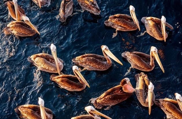 Marine Stewardship Council (MSC): Wissenschaftler aller Kontinente warnen in einer aktuellen Umfrage vor Kipppunkten für das Meer und seine Artenvielfalt / Sie machen jedoch auch Hoffnung auf eine Umkehr des Negativtrends