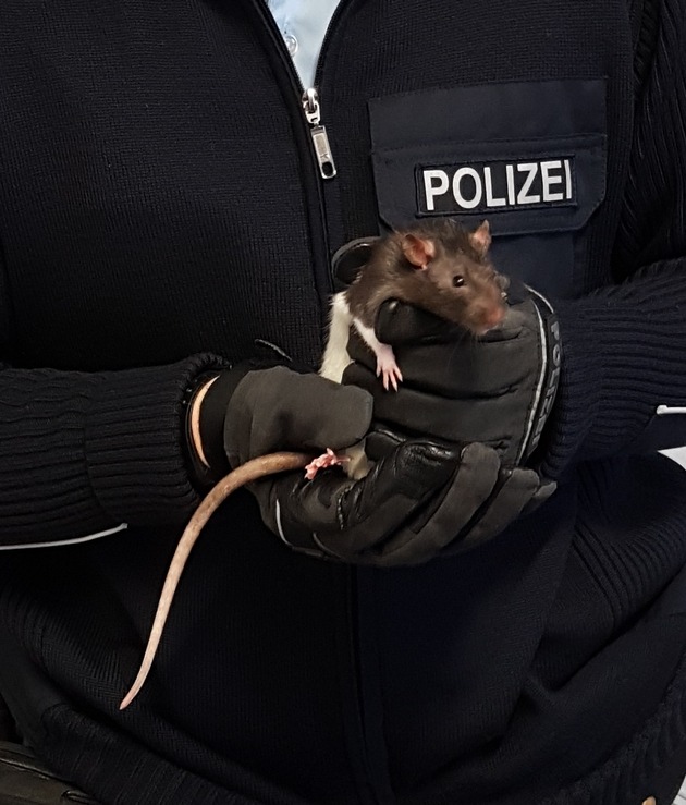 Bundespolizeidirektion München: Mit Ratte aber ohne Ticket im Zug / Betrunkener tritt Jugendlichen und greift Bundespolizisten an