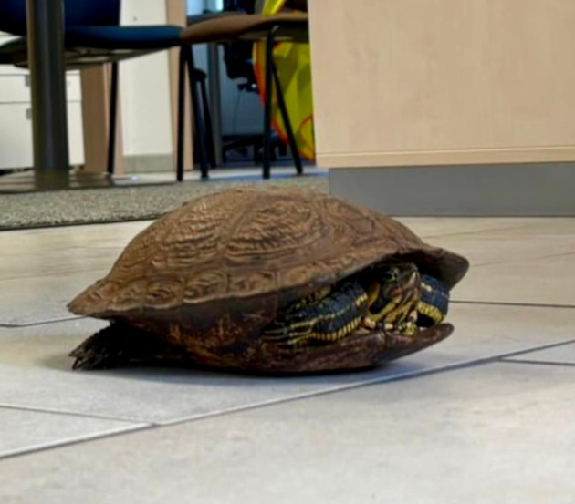 POL-FL: Schafflund: Schildkröte am Fahrbahnrand aufgefunden
