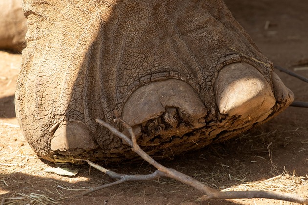 Update nach Transfer: Elefant Charley zum ersten Mal in der afrikanischen Savanne