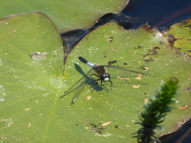 Morgen ist Tag des Artenschutzes! Wie geht es den Arten und Lebensr&auml;umen in Hessen?