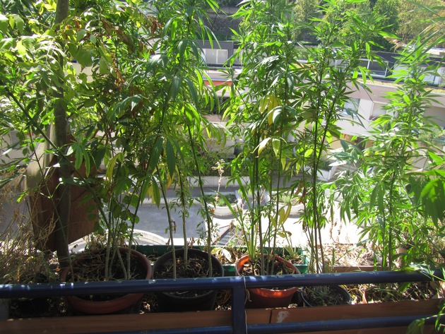 POL-PPMZ: Mainz-Altstadt, zu großer Baum auf Balkon führt zur Sicherstellung von 35 Marihuanapflanzen