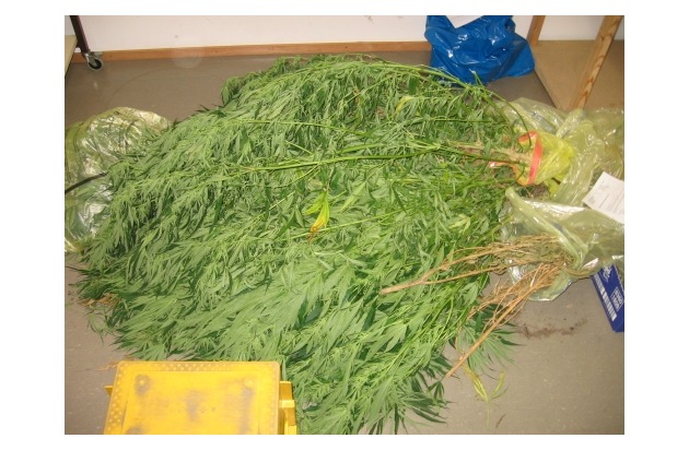 POL-GOE: (1195/2008) Interessante Entdeckung während Streifenfahrt - Cannabisplantage in Garten entdeckt