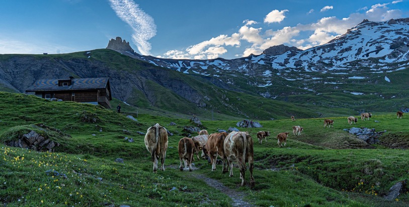 Spektakulärer Alpaufzug: Über 500 Kühe erklimmen die Engstligenalp