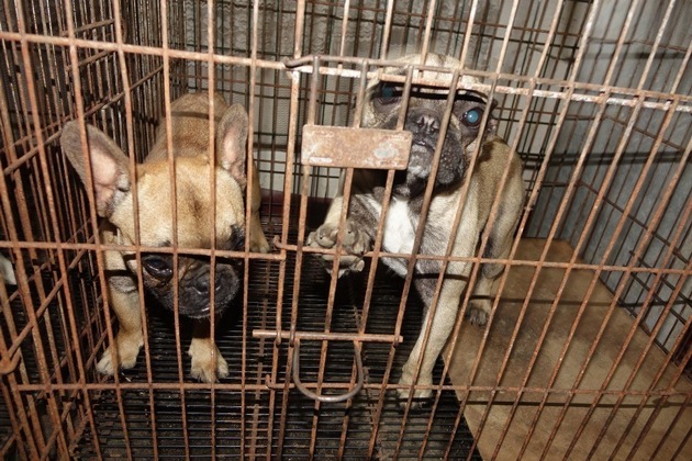 Dem Leid von Hundewelpen auf der Spur / VIER PFOTEN und die Stiftung für das Tier im Recht (TIR) kämpfen vereint gegen den illegalen Welpenhandel