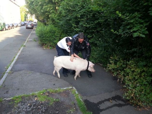 POL-GOE: (397/2013) - Schwein gehabt !! - Polizei stellt &quot;Fluchtschwein&quot;
